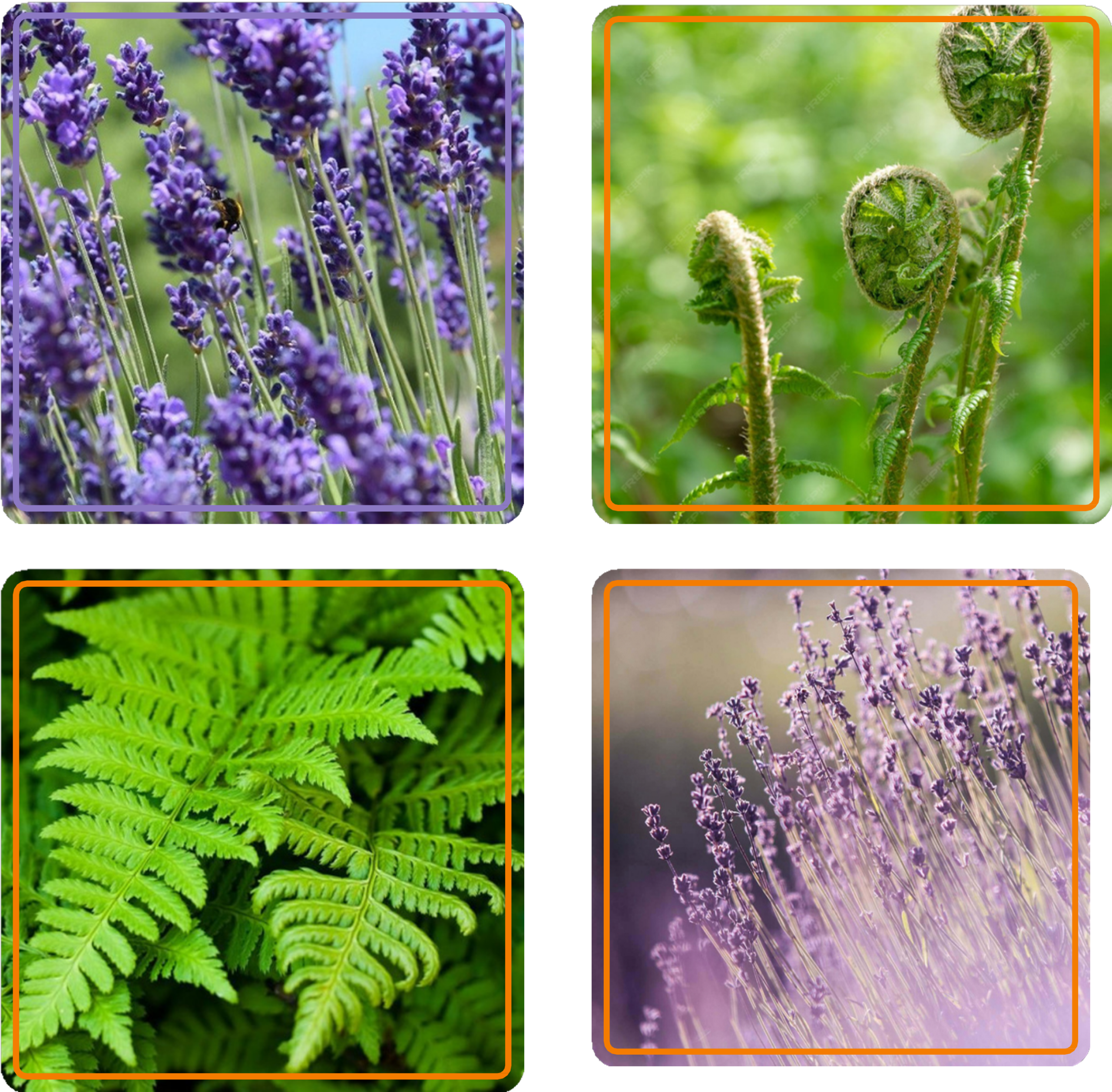 Familles Olfactives
